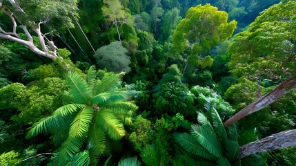 Lush Rainforest Canopy Aerial View - Aerial perspectives: Drone pho.