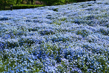 綺麗に咲いたネモフィラ