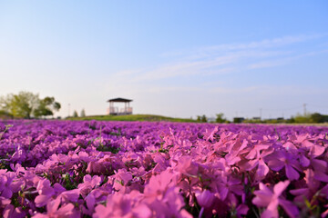 一面に咲くピンクの芝桜