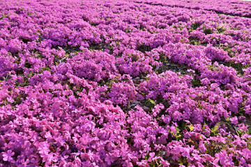 一面に咲くピンクの芝桜