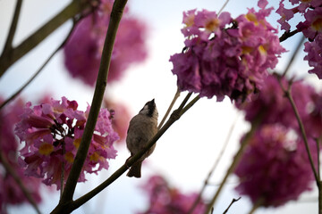 Eurasian tree sparrow (Passer montanus) in rosy trumpet tree (Tabebuia rosea) blooming in Hong Kong...