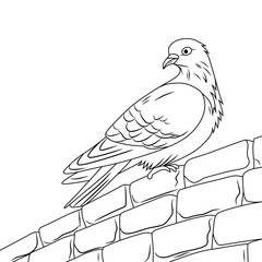 A clean line art illustration of a pigeon perched on a brick wall. Perfect for coloring pages, educational materials, and animal-themed designs.