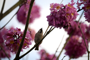 Eurasian tree sparrow (Passer montanus) in rosy trumpet tree (Tabebuia rosea) blooming in Hong Kong at spring
