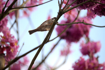 Eurasian tree sparrow (Passer montanus) in rosy trumpet tree (Tabebuia rosea) blooming in Hong Kong...
