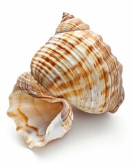 Obraz premium Close-up of a beautiful, intricately patterned seashell.