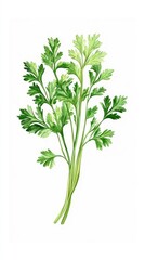 Fresh parsley sprigs in botanical illustration.