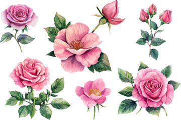 Romantic Watercolor Pink Rose Flower