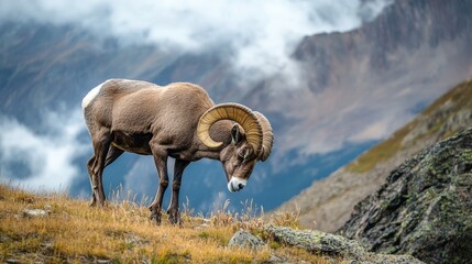 Naklejka premium A large mountain ram stands gracefully on a grassy hillside