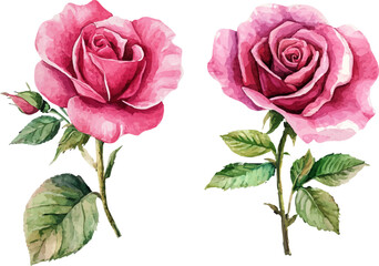Botanical Watercolor Pink Rose