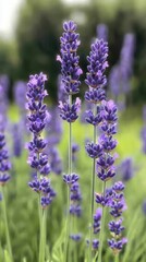 Obraz premium Purple flowers bloom in green field.