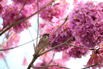 Eurasian tree sparrow (Passer montanus) in rosy trumpet tree (Tabebuia rosea) blooming in Hong Kong...