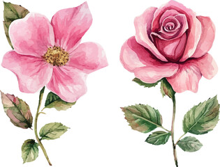 Beautiful Pink Rose in Watercolor