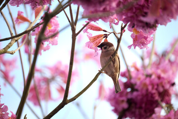 Eurasian tree sparrow (Passer montanus) in rosy trumpet tree (Tabebuia rosea) blooming in Hong Kong at spring