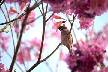 Eurasian tree sparrow (Passer montanus) in rosy trumpet tree (Tabebuia rosea) blooming in Hong Kong at spring
