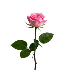 Pink Roses PNG for Mother's Day Design