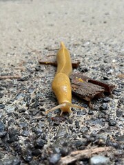 A banana slug resting on a small piece of tree bark. 