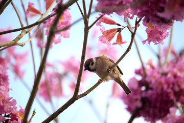 Eurasian tree sparrow (Passer montanus) in rosy trumpet tree (Tabebuia rosea) blooming in Hong Kong at spring