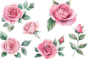 Naklejka premium Watercolor Pink Rose – Romantic Bloom Design