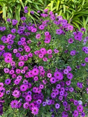 A close-up of vibrant purple wildflowers blooming along the forest floor in Northern California.