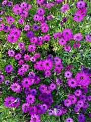 Fototapeta premium A close-up of vibrant purple wildflowers blooming along the forest floor in Northern California.