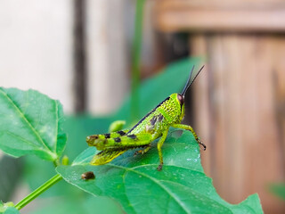 Green grasshopper camouflaged on leaf