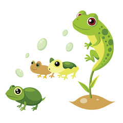 The metamorphosis of a frog is depicted in a sequence of stages, from tadpole to juvenile frog, against a white background.
