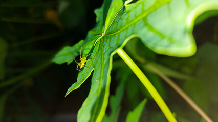 Small green-yellow spider on foliage