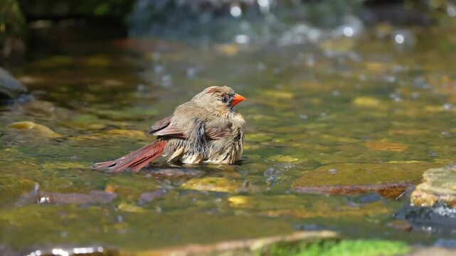 A female northern cardinal taking a bath in a stream
