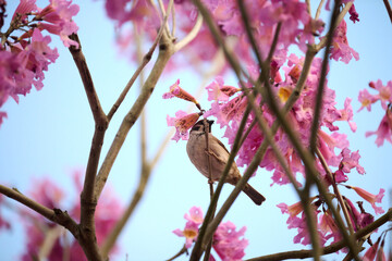 Eurasian tree sparrow (Passer montanus) in rosy trumpet tree (Tabebuia rosea) blooming in Hong Kong at spring
