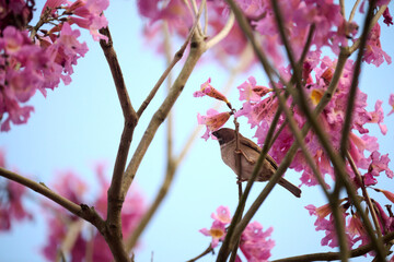 Eurasian tree sparrow (Passer montanus) in rosy trumpet tree (Tabebuia rosea) blooming in Hong Kong at spring