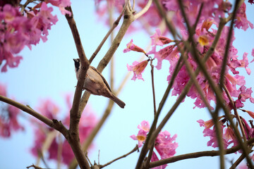 Eurasian tree sparrow (Passer montanus) in rosy trumpet tree (Tabebuia rosea) blooming in Hong Kong...
