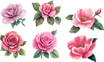 Fototapeta premium Watercolor Pink Rose – Romantic Bloom Design