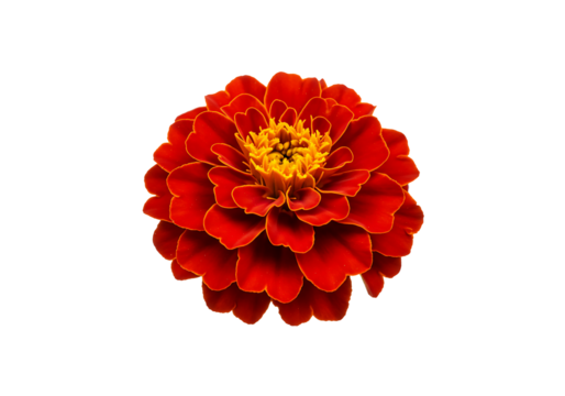 Marigold Flower Isolated on Transparent Background