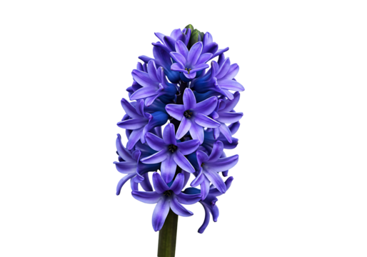 Hyacinth Flower on Transparent Background