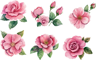 Watercolor Pink Rose – Romantic Bloom Design