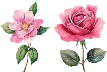 Romantic Watercolor Pink Rose Flower