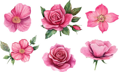 Watercolor Pink Rose &ndash; Romantic Bloom Design