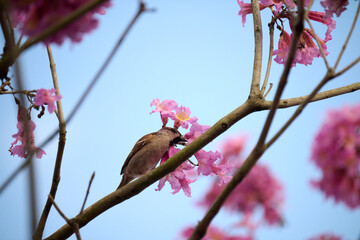 Eurasian tree sparrow (Passer montanus) in rosy trumpet tree (Tabebuia rosea) blooming in Hong Kong at spring
