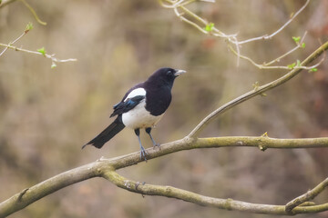 Eurasian magpie, pica pica, sitting on moss branch in summer nature. Dark bird with turquoise wings and tail looking in green bough. Feathered animal watching on twig.