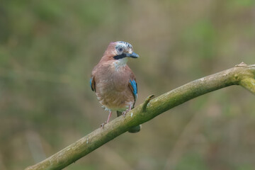Eurasian jay - Garrulus glandarius perched at colorful background. Photo from Czech Republic.