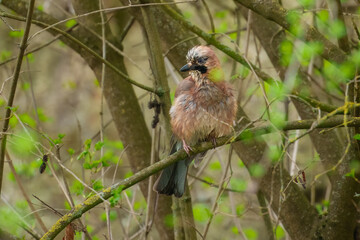 Eurasian jay - Garrulus glandarius perched at colorful background. Photo from Czech Republic.