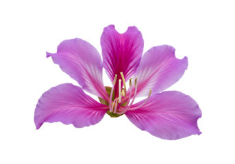 Bauhinia Flower Isolated on Transparent Background