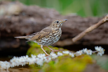 Song thrush (Turdus philomelos),  taking a bath in the bird feeder. Best 4K resolution, close up portrait.