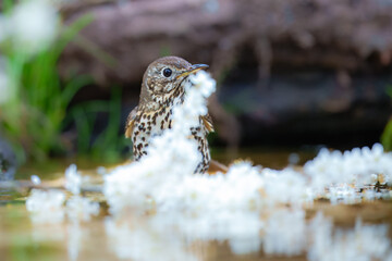 Song thrush (Turdus philomelos),  taking a bath in the bird feeder. Best 4K resolution, close up portrait.