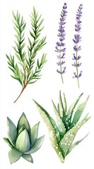 Fototapeta premium Elegant Watercolor Illustration of Various Herbal Plants and Succulents