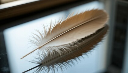 Single feather placed on glass, reflective surface, clean framing