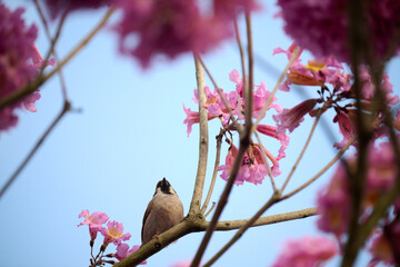 Eurasian tree sparrow (Passer montanus) in rosy trumpet tree (Tabebuia rosea) blooming in Hong Kong at spring
