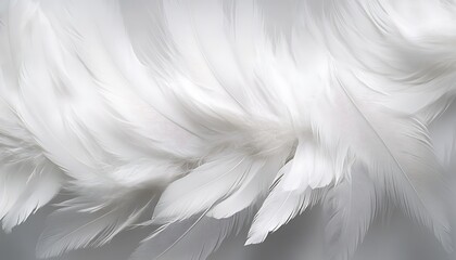 White feathers, down feathers, background, chicken, bird feathers 