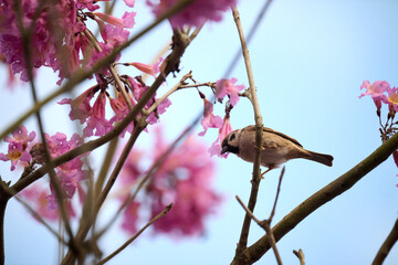 Eurasian tree sparrow (Passer montanus) in rosy trumpet tree (Tabebuia rosea) blooming in Hong Kong at spring
