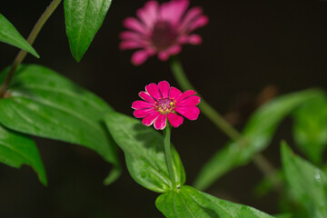 Close-up image of vibrant red summer flowering Zinnia flowers in soft sunshine. Red Zinnia elegans flowers bloom amidst a backdrop of soft, blurry green foliage